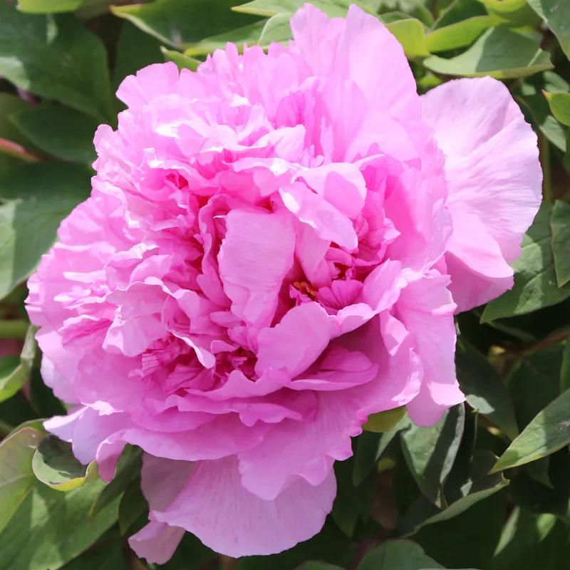 国色天香牡丹花雍容华贵,花中之王国色天香牡丹花