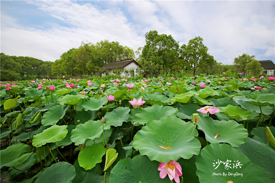 常熟哪里有荷花,江苏常熟荷花景区