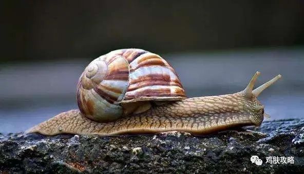 hfp乳糖酸爽肤水测评吐槽,hfp乳糖酸网友实录