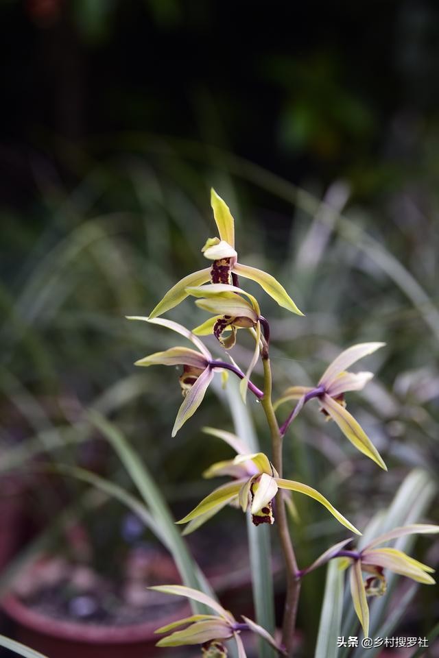 虫蛀木头可以养兰花吗,虫蛀的木头养花