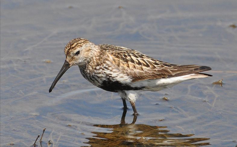 东江揽胜,惠州淡水常见鸟类图谱