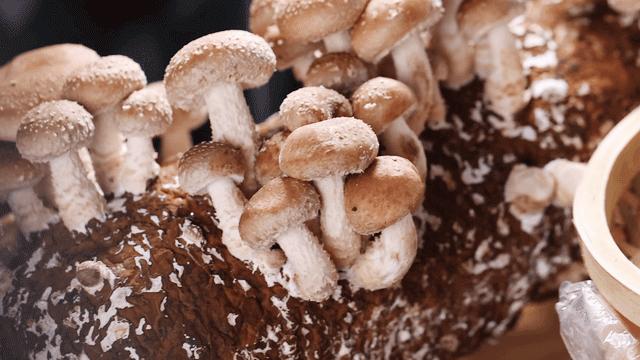 凤园椰珍椰子鸡团购长隆,凤园椰珍椰子鸡抖音团购