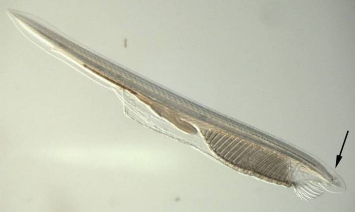 人类是真的经过设计的吗,大胆的推测