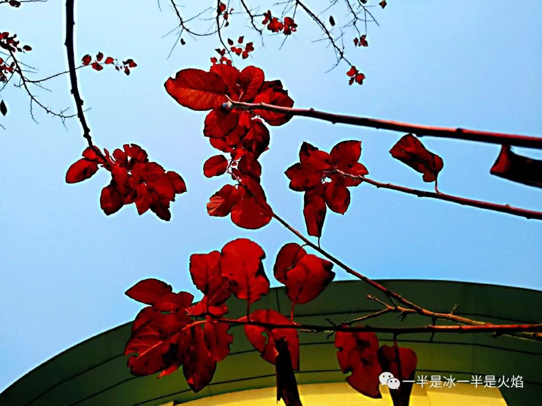 随笔冬日阳光,随笔冬日午后的阳光