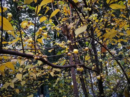 蓉城望江梅花,蓉城腊梅正飘香