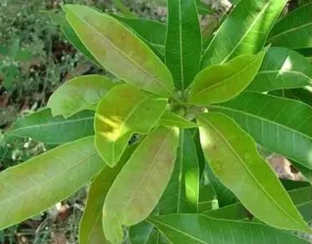 芒果常见的生理病害及防治措施,芒果病害严重的原因有哪些