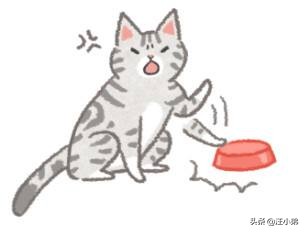 被领养的白猫后续,领养了只5个月大的猫咪