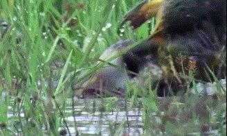 野外遇到毒蛇该如何应对,如何防止毒蛇靠近