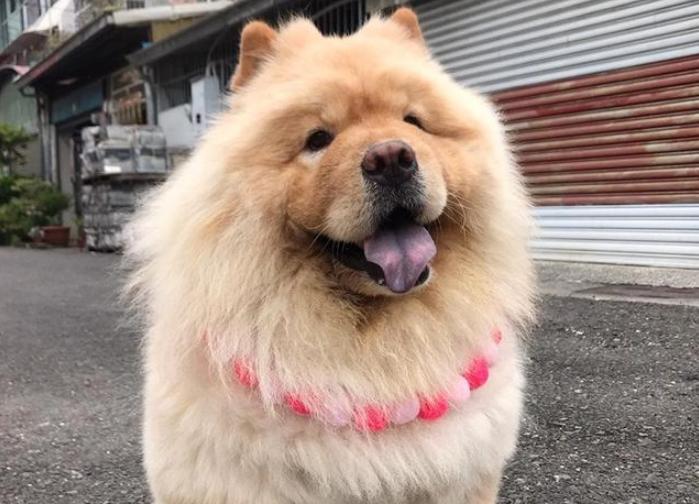 阿拉斯加雪橇犬可以养吗,阿拉斯加雪橇犬能养吗