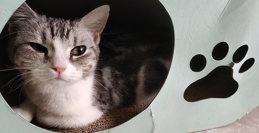 团子猫传腹治好了吗,团子的猫传腹