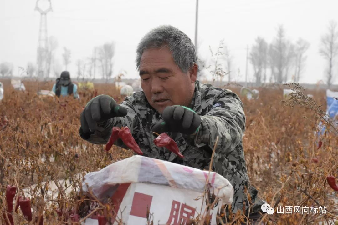 忻州曹张高村辣椒,山西忻州辣椒迎丰收椒农笑开颜