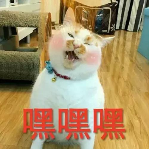 5000以上的自动猫砂盆,给猫买好多碗
