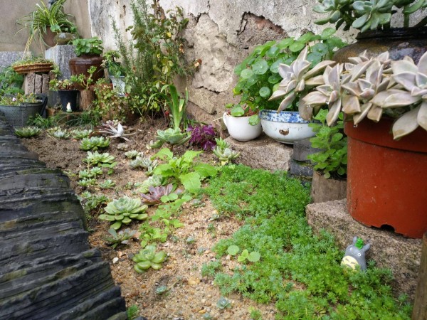 适合栽在庭院的多肉,庭院地栽多肉设计