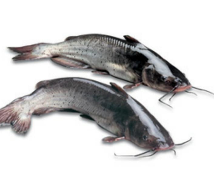 调理斑点叉尾鮰,叉尾鮰饲养方法