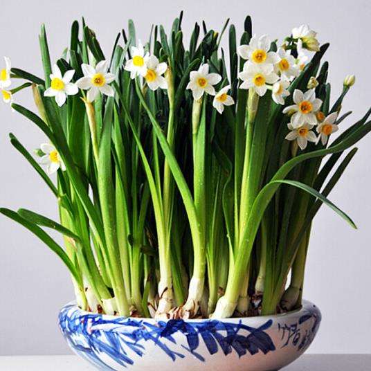 13种有毒的盆栽花卉有哪些,十种有毒的花卉有哪些