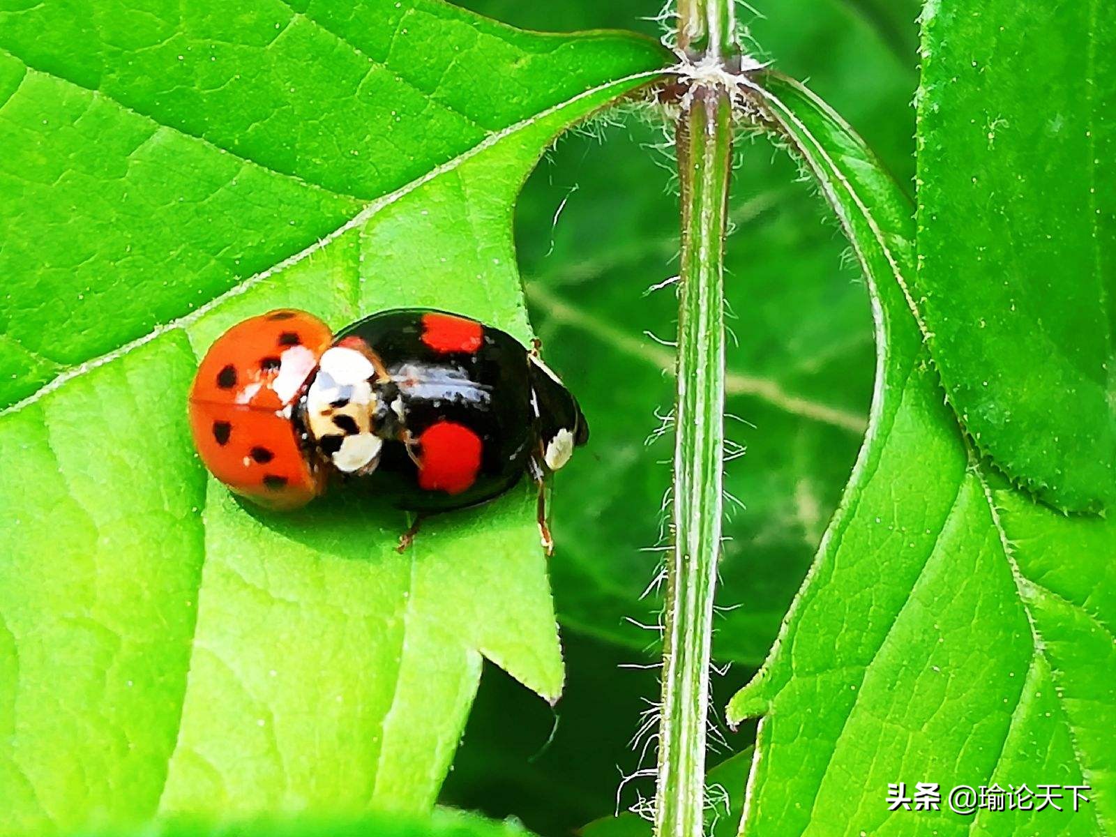 诗文杂咏：瓢虫“花大姐”的启示