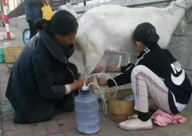 羊得布病羊奶能不能喝,羊得了布病怎么办羊奶还能喝吗