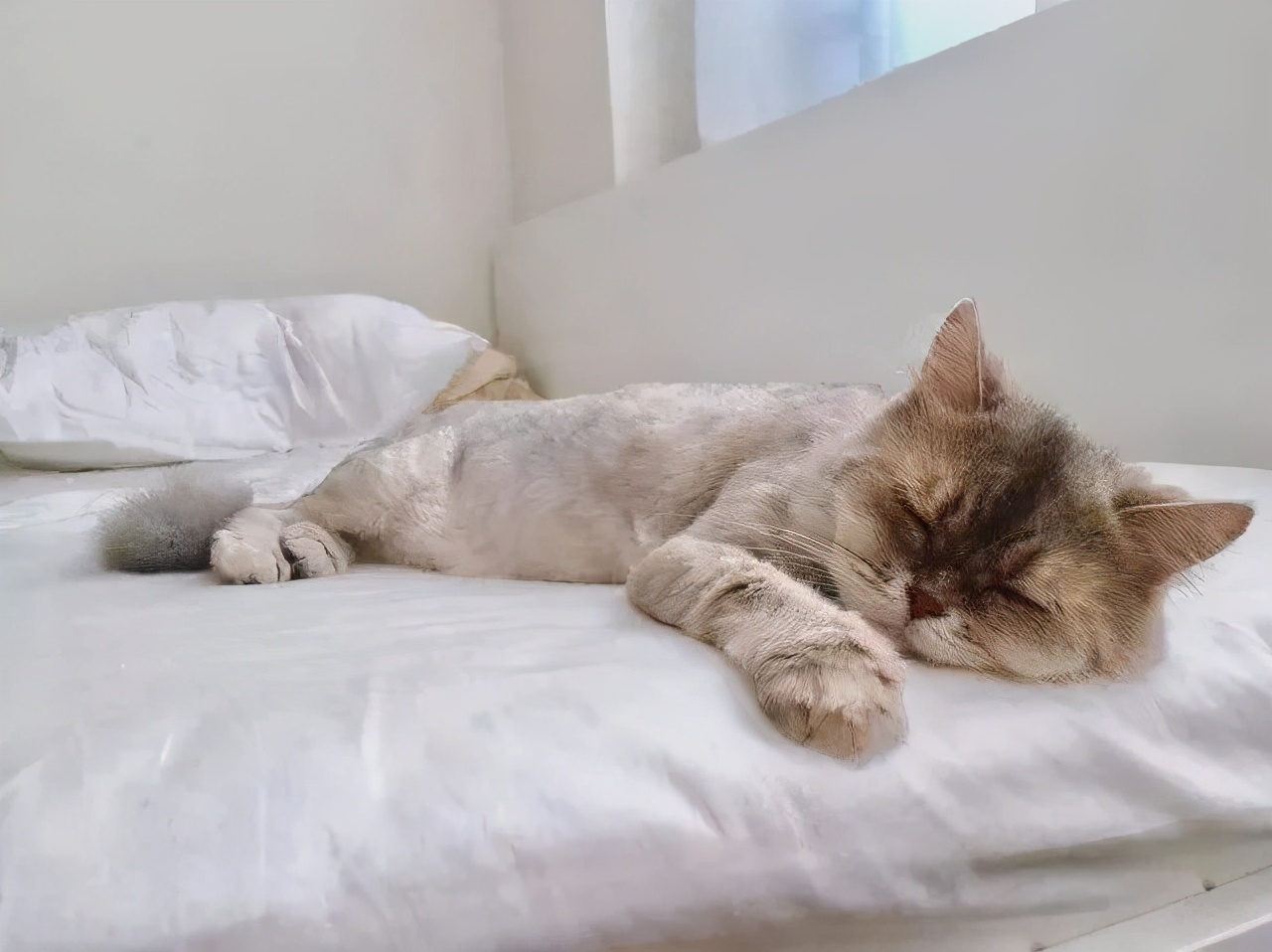 胖多囊怎么减肥备孕,减肥减出多囊卵巢综合症