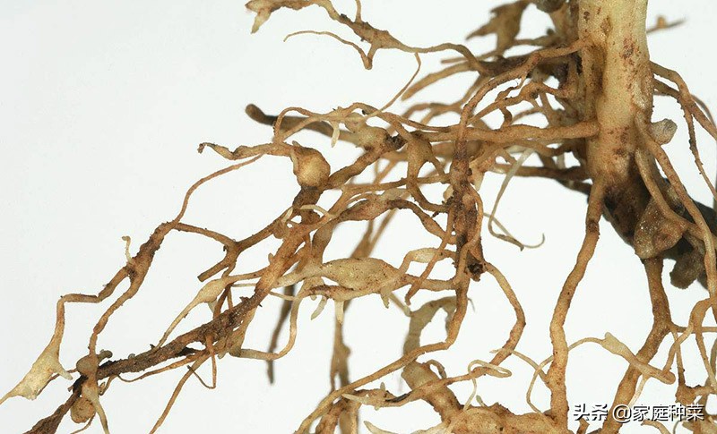 胡萝卜产生“佛手”,虽然看起来很漂亮,却可能导致植株提早死亡