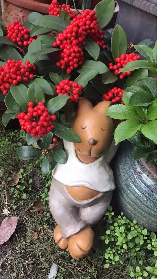 什么花喜庆又好养又好看,家养最旺财的十种花推荐