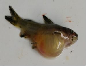 黄颡鱼大肚子病是什么病原,黄颡鱼大肚病什么原因引起的