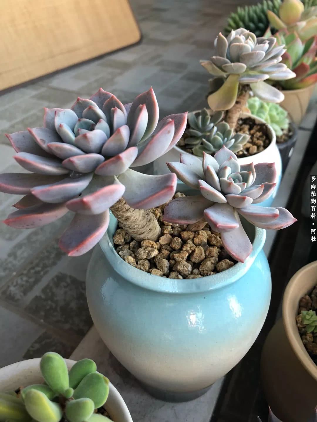 多肉有毒没毒,多肉有毒有毒