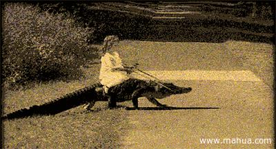 在英国哪里可以买宠物,英国如何饲养宠物猫咪