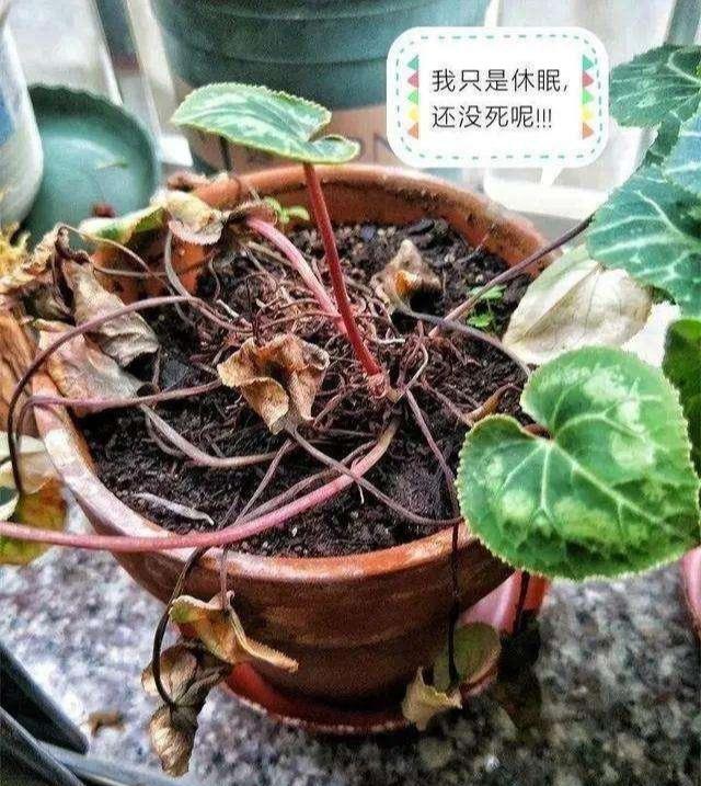 十种最骗人的花,5种坑人的花你知道有哪些