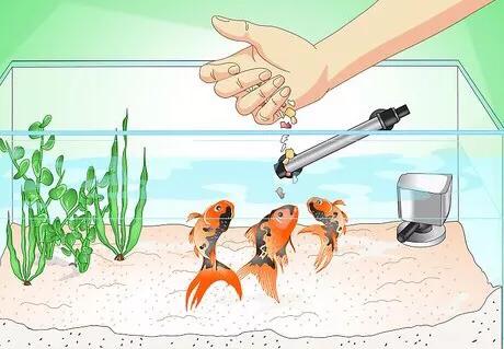 怎么救活金鱼最快最有效,如何挽救快死的金鱼