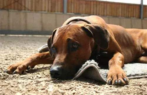 狗狗的这些动作可要注意了,狗狗这几个动作代表着什么