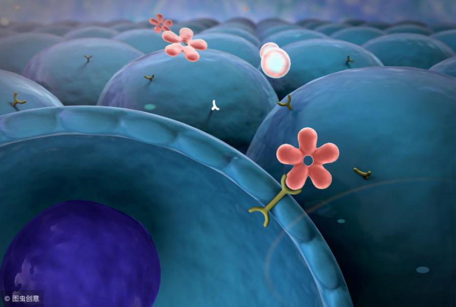 查性激素及骨代谢,性激素和内分泌有关系吗