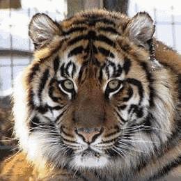 东北虎下山进村伤人老虎被鹅咬,东北虎下山进村伤人最后怎么样了