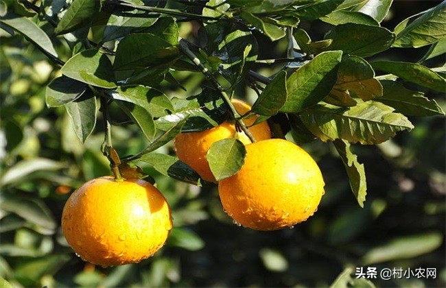 冰糖橙的种植技术,湖南冰糖橙种植