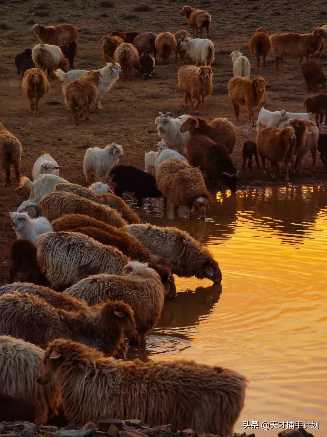 这个工作很带劲儿:94年女孩,三年救了60只猛兽的命