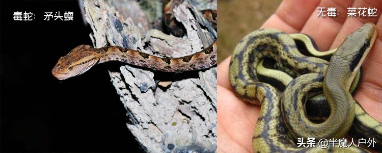 野外生存的知识有哪些,农村常见的蛇类你都认识吗