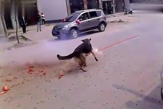 春节期间,*花爆烟竹**声会让狗狗害怕,铲屎官该如何帮助汪?