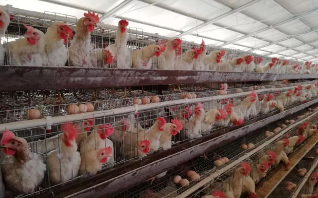 鸡产薄壳蛋的原因及防治办法,鸡下软壳蛋是什么原因应如何防治