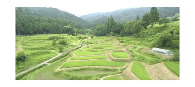 日本和牛三大名牛,日本和牛最出名