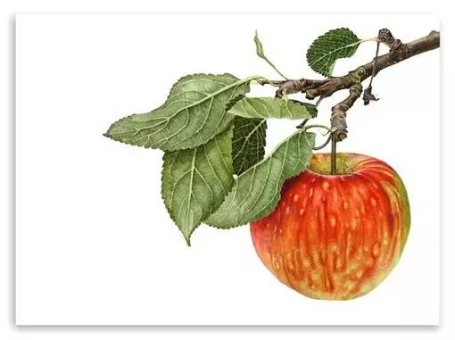 超写实绘画真实吗,超写实的植物绘画