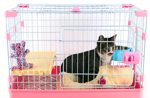 猫咪耳螨放药要戴多久头套,奇妙猫咪物语公猫