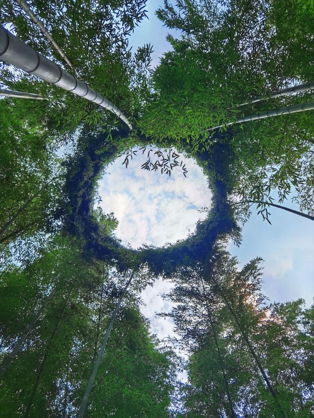 清新大自然竹林风景视频,宜兴竹海风景区图片欣赏