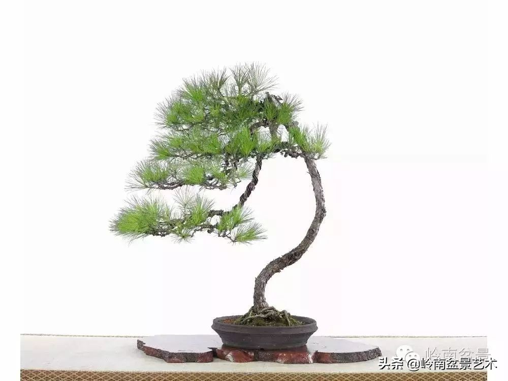 素仁格与文人树,你怎么看?