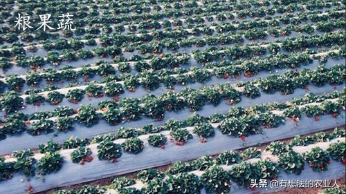 黑白地膜怎么用效果最好,银黑双色地膜好还是单黑地膜好