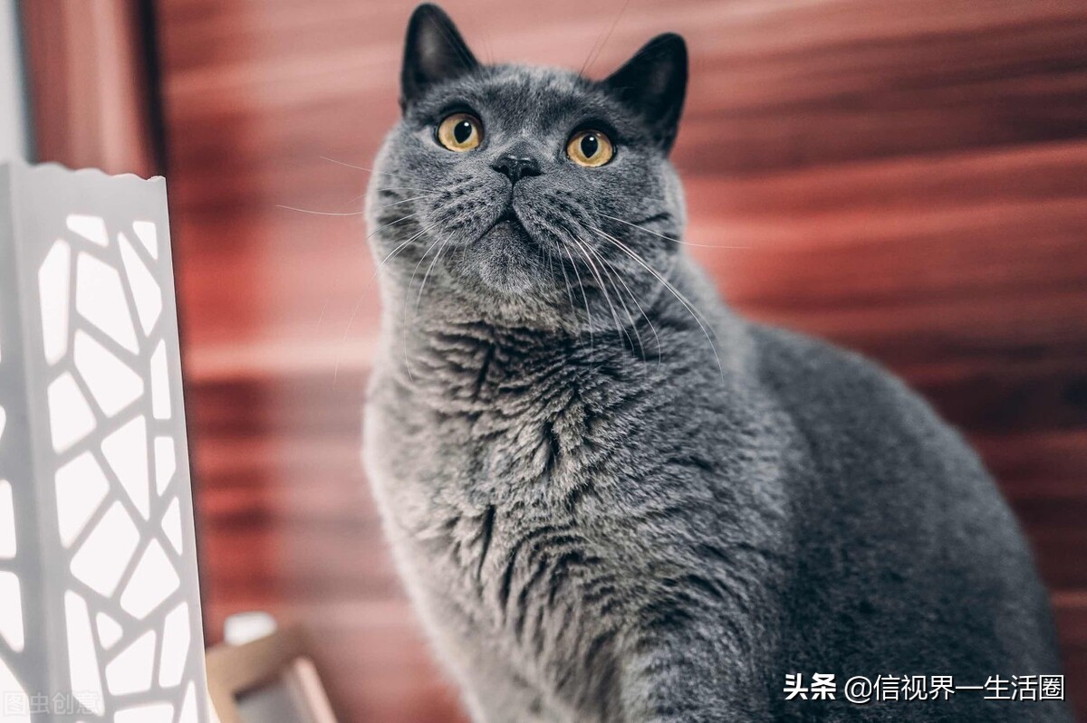 适合单身女生养的萌宠