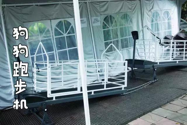 什么地方适合带猫狗玩耍,北京铲屎官可以带狗玩的地方