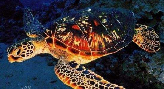 海洋千年古巨龟,世界上真正的千年海龟