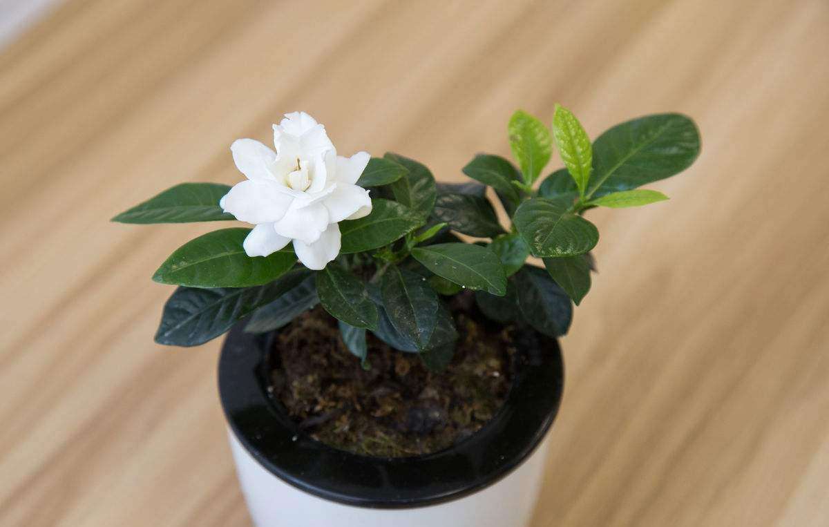 花卉养的土特别硬怎么回事,种植物的土太硬怎么回事