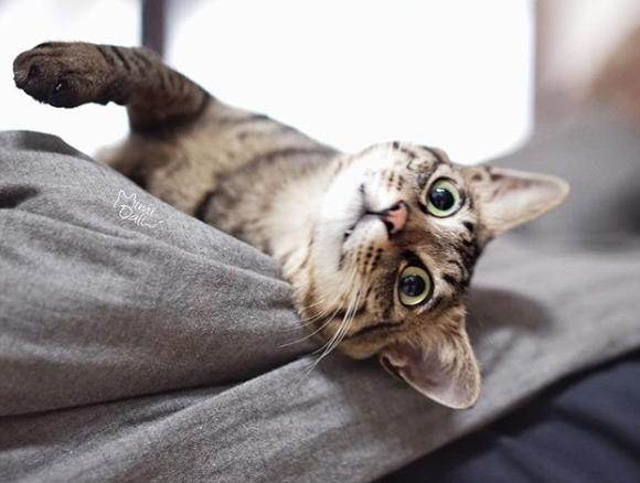 猫真的有那么聪明吗,猫真的有那么聪明嘛