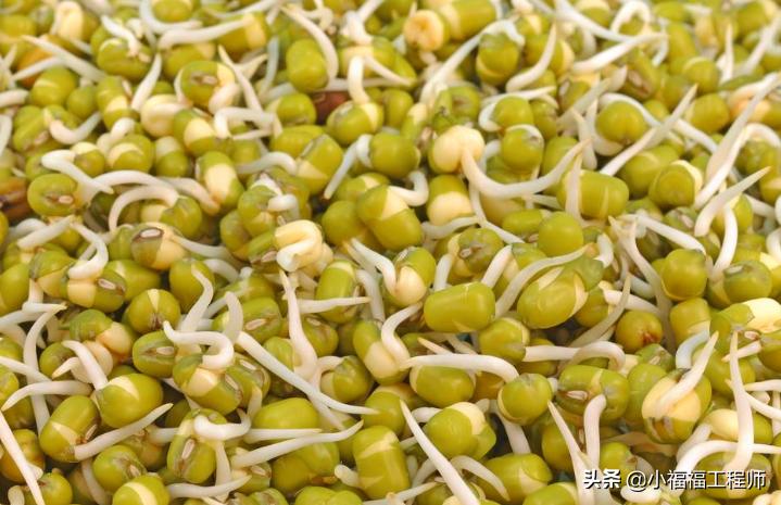 出芽不整齐,催芽一直没出芽怎么办