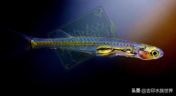 最好看的鱼灯,哪些灯鱼发色好看